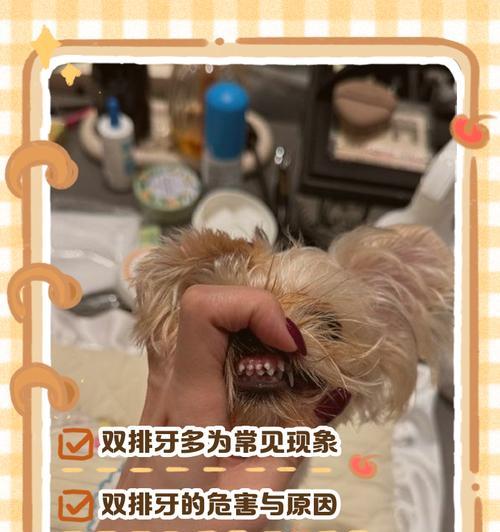 狗狗牙齿的生长与掉落（了解狗狗的牙齿生命周期及掉牙过程）(图3)