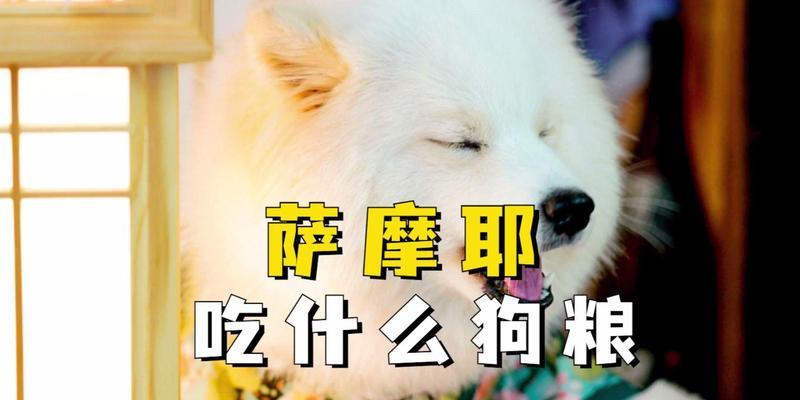 了解萨摩耶的日常饮食需求（科学喂养萨摩耶，让它健康成长）(图2)