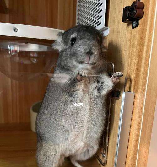 科学喂养龙猫，守护它的营养均衡（了解龙猫的食物需求，给它提供科学的饮食）(图1)