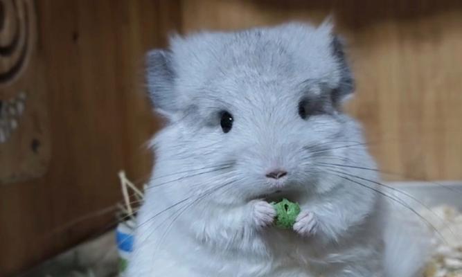 科学喂养龙猫，守护它的营养均衡（了解龙猫的食物需求，给它提供科学的饮食）(图4)