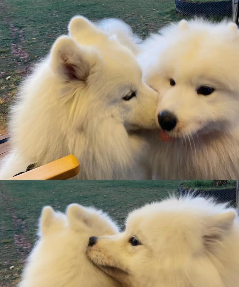 了解萨摩耶的日常饮食需求（科学喂养萨摩耶，让它健康成长）(图1)