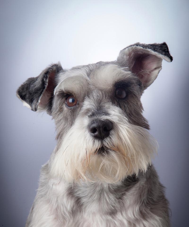 雪纳瑞腿毛的生长周期（揭秘雪纳瑞腿毛生长的时间和因素）(图1)