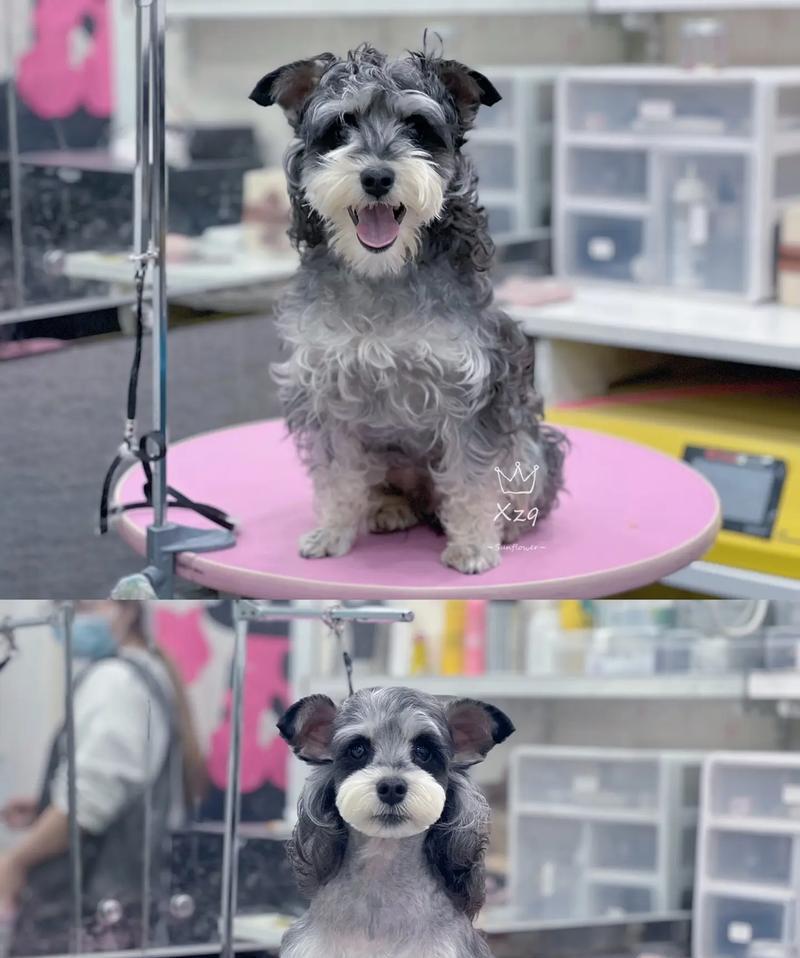 雪纳瑞腿毛的生长周期（揭秘雪纳瑞腿毛生长的时间和因素）(图4)