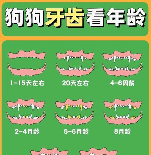 狗狗牙齿的生长与掉落（了解狗狗的牙齿生命周期及掉牙过程）(图1)