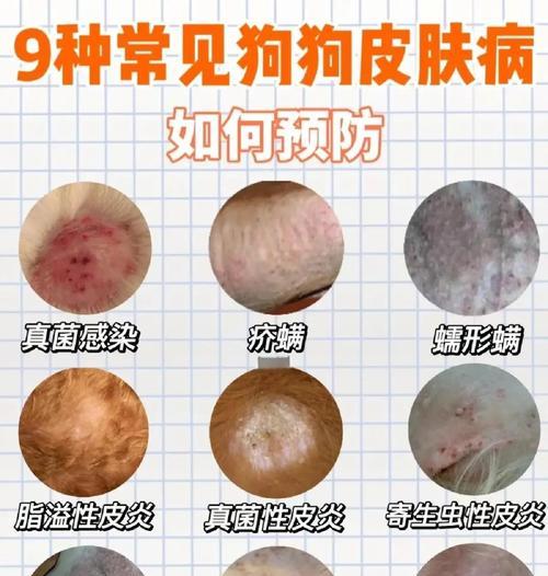 狗狗癣症的治疗方法和药物推荐（了解狗狗癣症状及其最佳治疗方法）(图1)