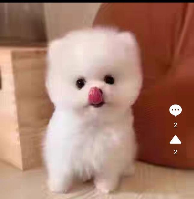 外国最受欢迎的7种小型犬(探索外国人心目中最受欢迎的小型犬,)(图2) 外国最受欢迎的7种小型犬(探索外国人心目中最受欢迎的小型犬,)(图2)