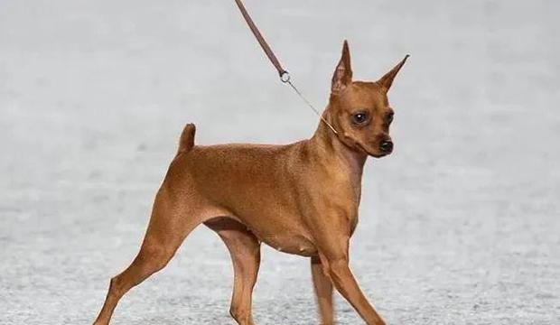 外国最受欢迎的7种小型犬(探索外国人心目中最受欢迎的小型犬,)(图1) 外国最受欢迎的7种小型犬(探索外国人心目中最受欢迎的小型犬,)(图1)