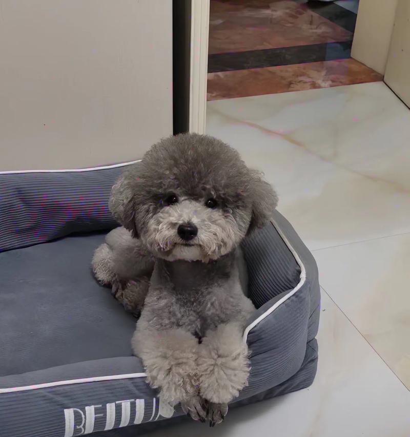 泰迪犬的洗澡时间与注意事项（探索泰迪犬洗澡的最佳时间和正确方式）(图1)