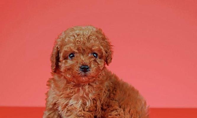 贵宾犬生产周期解析（探究贵宾犬生产周期的长短及影响因素）(图1)