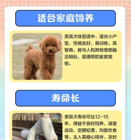 贵宾犬生产周期解析（探究贵宾犬生产周期的长短及影响因素）(图2)
