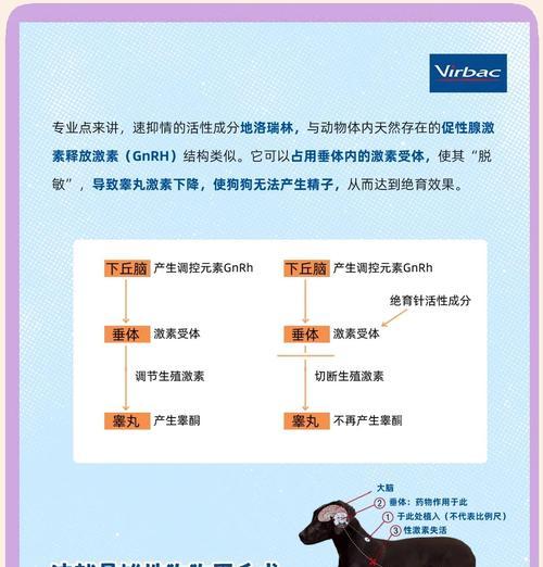 狗狗绝育手术的方法（了解狗狗绝育手术的不同方式及效果）(图3)