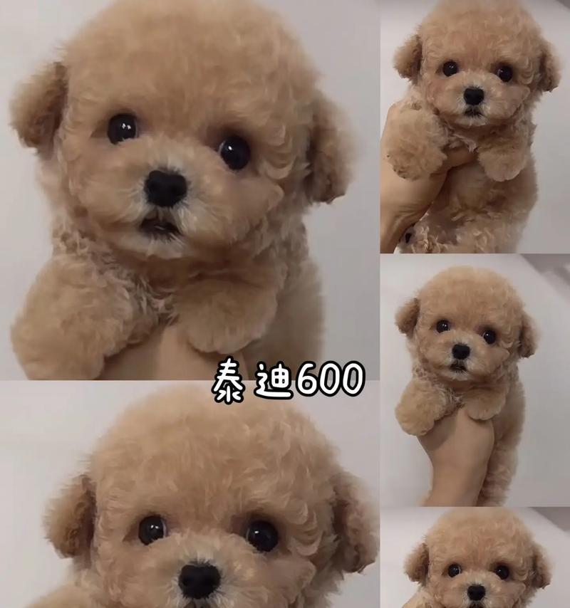 贵宾犬生产周期解析（探究贵宾犬生产周期的长短及影响因素）(图3)