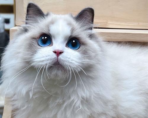 宠物黏人大揭秘(揭开宠物黏人的神秘面纱,看看它们心甘情愿的理由是什么!)(图1) 宠物黏人大揭秘(揭开宠物黏人的神秘面纱,看看它们心甘情愿的理由是什么!)(图1)