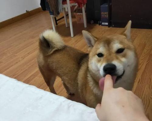 宠物黏人大揭秘(揭开宠物黏人的神秘面纱,看看它们心甘情愿的理由是什么!)(图2) 宠物黏人大揭秘(揭开宠物黏人的神秘面纱,看看它们心甘情愿的理由是什么!)(图2)