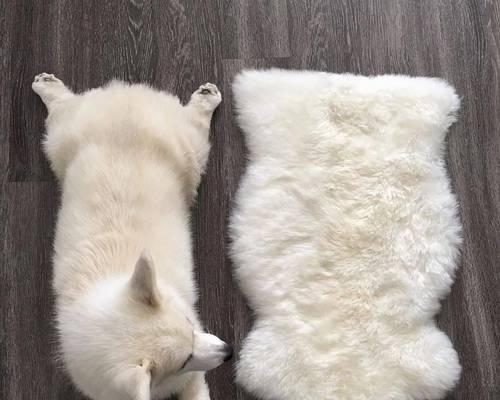 从耸耷到竖立,柯基耳朵的惊人变化(柯基耳朵的成长之路——它们是如何由耸耷变为竖立的?)(图4) 从耸耷到竖立,柯基耳朵的惊人变化(柯基耳朵的成长之路——它们是如何由耸耷变为竖立的?)(图4)