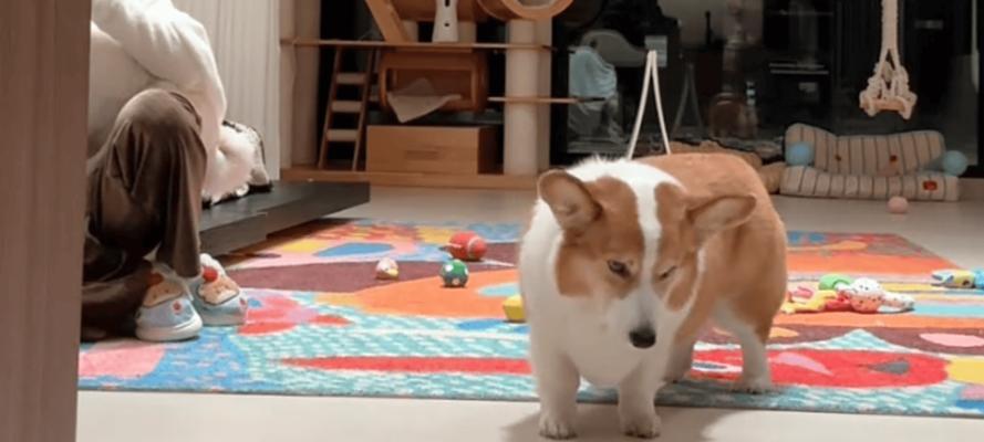 从耸耷到竖立,柯基耳朵的惊人变化(柯基耳朵的成长之路——它们是如何由耸耷变为竖立的?)(图2) 从耸耷到竖立,柯基耳朵的惊人变化(柯基耳朵的成长之路——它们是如何由耸耷变为竖立的?)(图2)