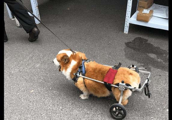 从耸耷到竖立,柯基耳朵的惊人变化(柯基耳朵的成长之路——它们是如何由耸耷变为竖立的?)(图1) 从耸耷到竖立,柯基耳朵的惊人变化(柯基耳朵的成长之路——它们是如何由耸耷变为竖立的?)(图1)