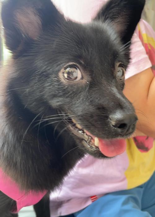 狗狗绝育手术的方法（了解狗狗绝育手术的不同方式及效果） - 新生家伴