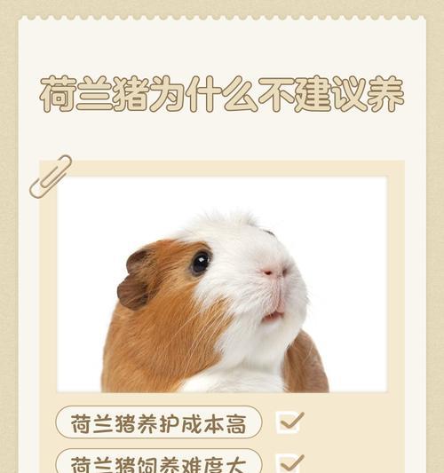 荷兰猪的市场上市时间及养殖周期(探索荷兰猪饲养时间的关键因素)(图4) 荷兰猪的市场上市时间及养殖周期(探索荷兰猪饲养时间的关键因素)(图4)