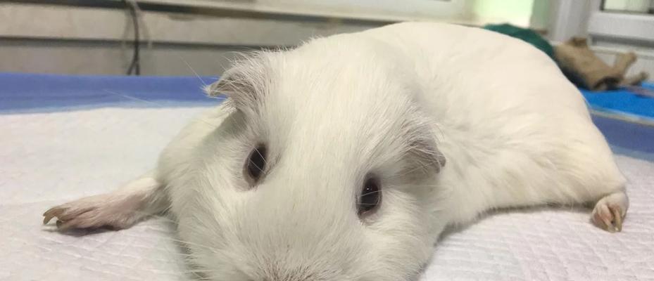 荷兰猪的市场上市时间及养殖周期(探索荷兰猪饲养时间的关键因素)(图2) 荷兰猪的市场上市时间及养殖周期(探索荷兰猪饲养时间的关键因素)(图2)