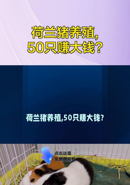 荷兰猪的市场上市时间及养殖周期（探索荷兰