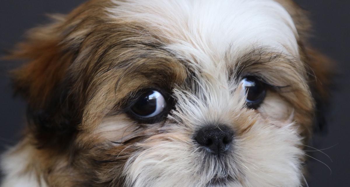 外国最受欢迎的7种小型犬(探索外国人心目中最受欢迎的小型犬,)(图4) 外国最受欢迎的7种小型犬(探索外国人心目中最受欢迎的小型犬,)(图4)