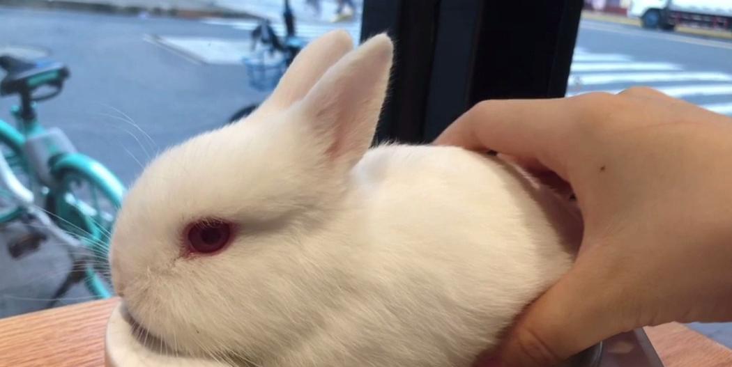 新手养兔指南（选择合适的兔子品种是新手养兔的关键） - 新生家伴