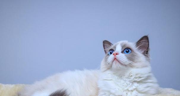 如何选择适合布偶猫幼猫的猫粮？（以布偶猫幼猫的特点为出发点，选择适合其成长的猫粮。）(图1)