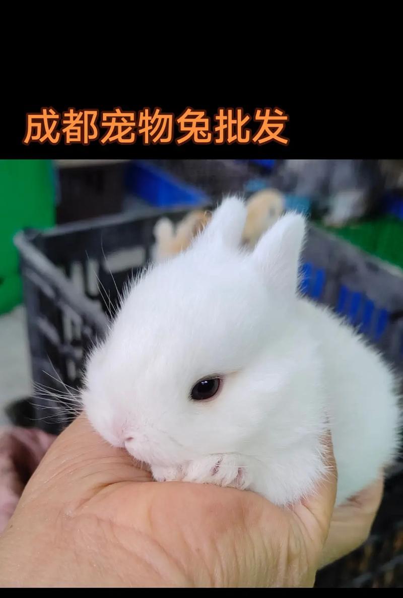 新手养兔指南（选择合适的兔子品种是新手养兔的关键）(图2)