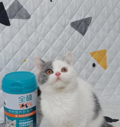 小奶猫怎么喂养才健康？（选择合适的奶粉是关键！）(图3)