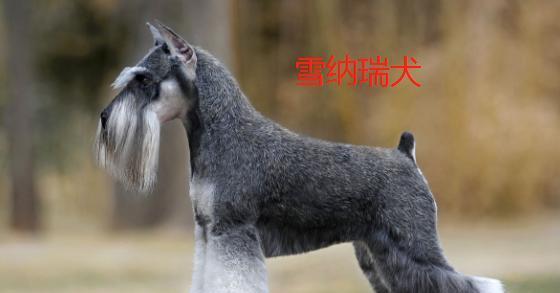 尾巴翘起来的狗——哈士奇（探索哈士奇独特的尾巴姿态）(图3)