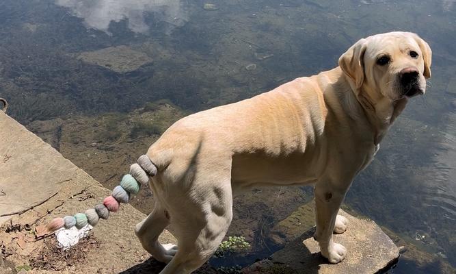 尾巴翘起来的狗——哈士奇（探索哈士奇独特的尾巴姿态）(图2)