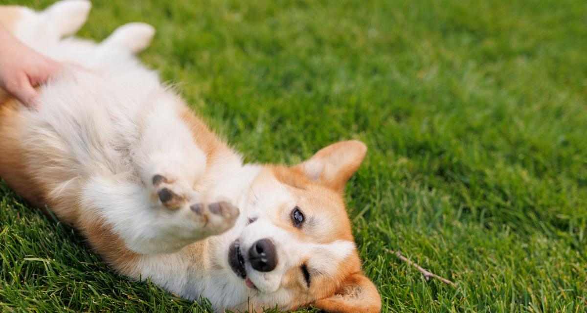 尾巴翘起来的狗——哈士奇（探索哈士奇独特的尾巴姿态）(图1)