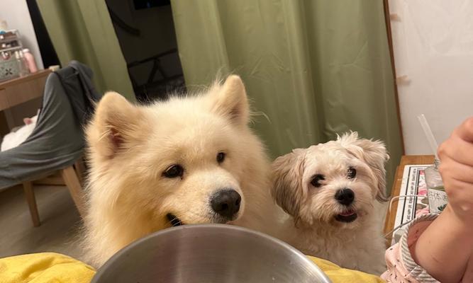 如何正确给萨摩耶进行训练饮食安排？（萨摩耶训练中的饮食要点与 - 新生家伴