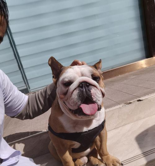 解读以法斗下巴的深层寓意（探索法斗下巴在外貌和个性中的独特象征意义）(图1)