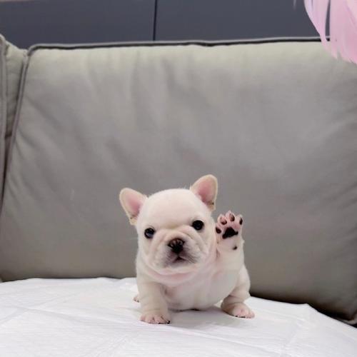 解读以法斗下巴的深层寓意（探索法斗下巴在外貌和个性中的独特象征意义）(图2)