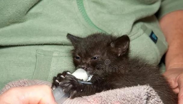 小猫仔的饮食需求与营养均衡（探索小猫仔饮食习惯，让它们健康成长）(图3)