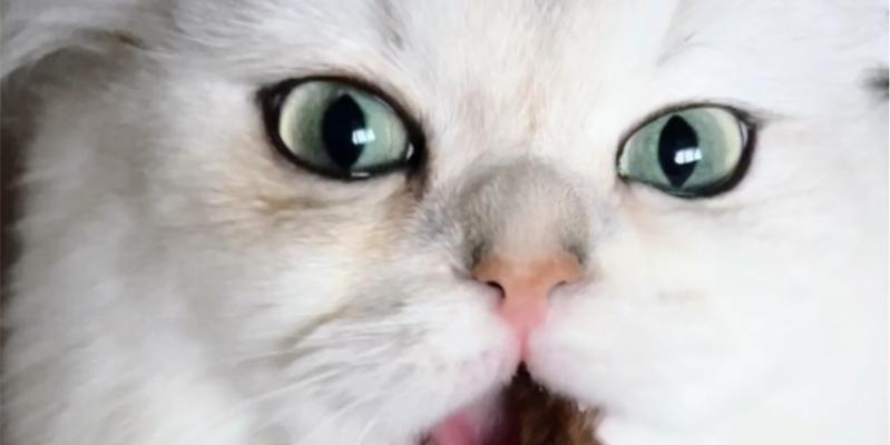 小猫仔的饮食需求与营养均衡（探索小猫仔饮食习惯，让它们健康成长）(图2)