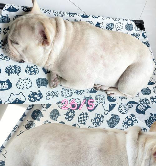 解读以法斗下巴的深层寓意（探索法斗下巴在外貌和个性中的独特象征意义）(图3)