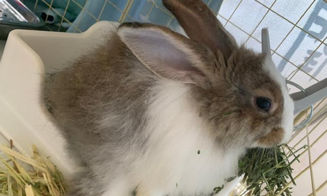 新手养兔指南（选择合适的兔子品种是新手养兔的关键）(图3)
