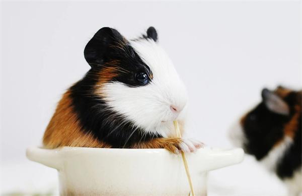 荷兰猪的常见疾病和症状表现 - 新生家伴