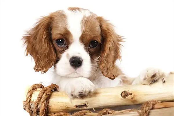 狗狗牙齿磨损了怎么办？(图2)