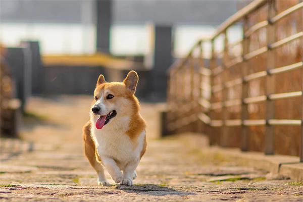 秋田犬是禁养犬吗？ - 新生家伴