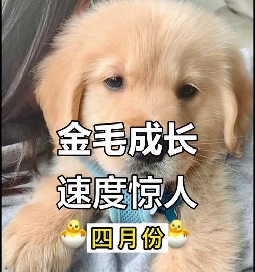 金毛犬公性情转变的时机及原因分析(从幼年到成年)(图4) 金毛犬公性情转变的时机及原因分析(从幼年到成年)(图4)