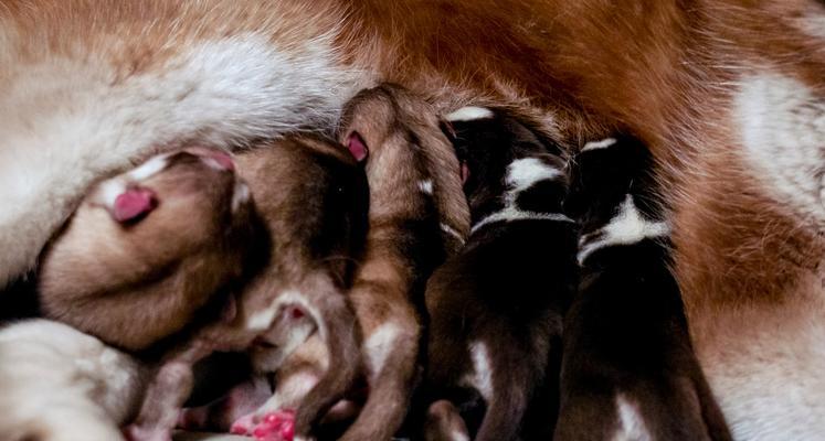 狗配种后多久能洗澡？（洗澡对狗配种的影响及最佳时间选择）(图1)