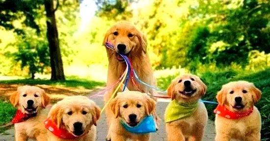 金毛犬公性情转变的时机及原因分析（从幼年到成年） - 新生家伴