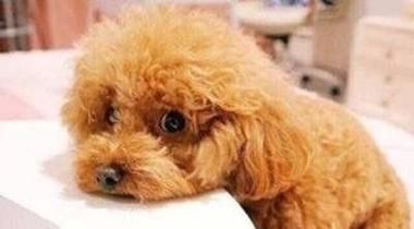 泰迪腹泻急救指南(以泰迪拉稀怎么办最有效)(图3) 泰迪腹泻急救指南(以泰迪拉稀怎么办最有效)(图3)