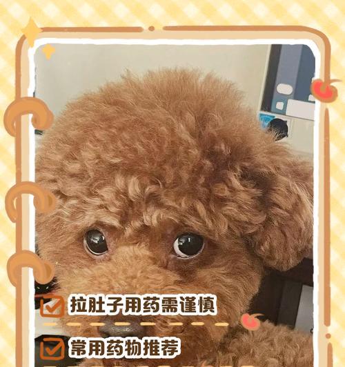泰迪腹泻急救指南（以泰迪拉稀怎么办最有效） - 新生家伴