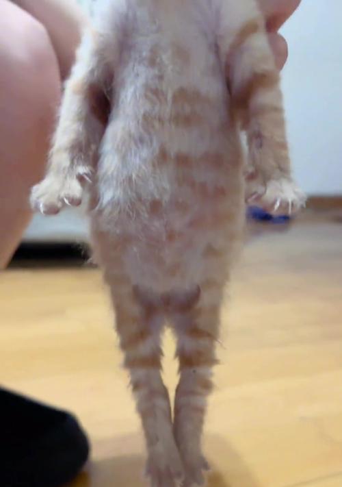 小猫喂奶频率及注意事项(了解小猫喂奶的时间间隔和喂养技巧)(图2) 小猫喂奶频率及注意事项(了解小猫喂奶的时间间隔和喂养技巧)(图2)