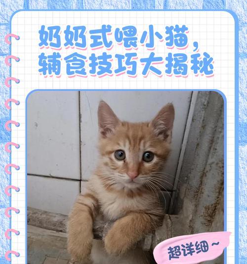 小猫喂奶频率及注意事项（了解小猫喂奶的时间间隔和喂养技巧） - 新生家伴